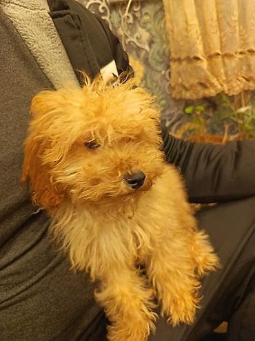 kaski itleri: Pudel, 3 ay, Dişi, Peyvəndli, Ünvandan götürmə, Pulsuz çatdırılma, Ödənişli çatdırılma — 1