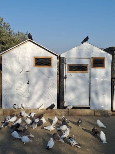 электрическая машинка для стрижки овец: Quş damılar satılır — 2