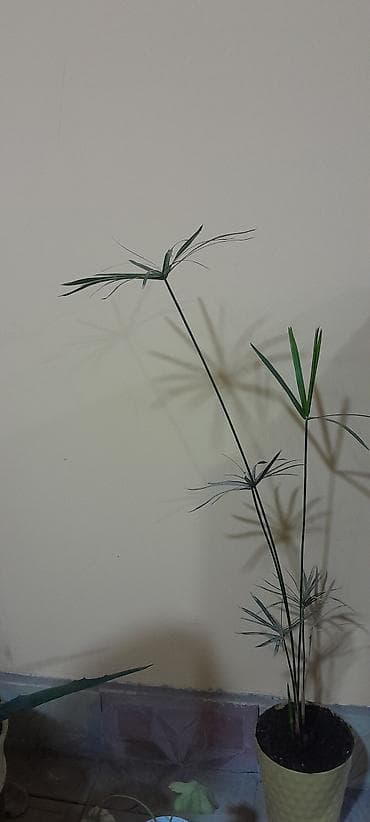 mal dili bitkisinin faydaları: Satılır: Qapalı məkan üçün dekorativ saksı bitkiləri dəsti - Bitki 1 — 2