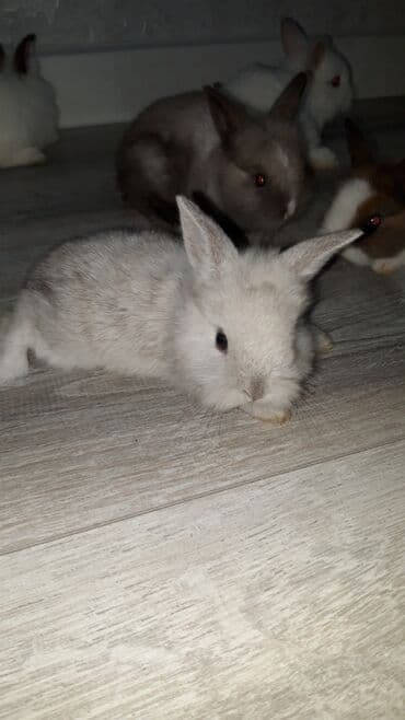 hinduşqa cücəsi: Miniatür dovşan balaları - Növ: dekorativ miniatür (cücə) dovşanlar - — 3