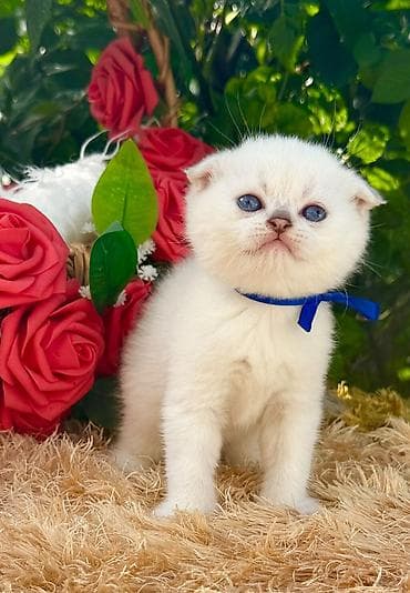 scottish fold: Şotland — 4