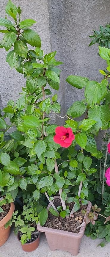 dollar gul: Qırmızı hibiskus (Çin qızılgülü) – iri, parlaq qırmızı çiçəkləri və — 2