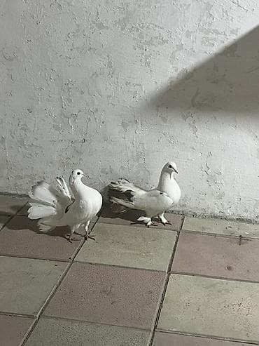 Salam nişanlı qırx quyruqlardı əsil bağ üçün alıb buraxasan vid üçün