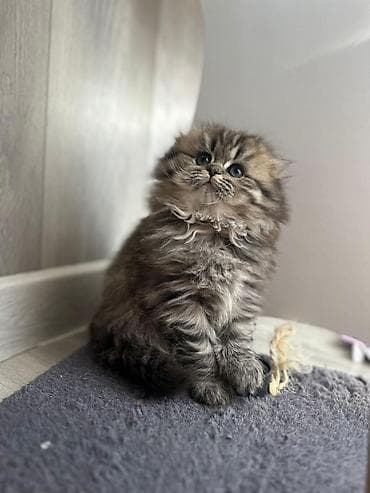 Şotland uzun tüklü lalafo.az -da Şotland uzun tüklü