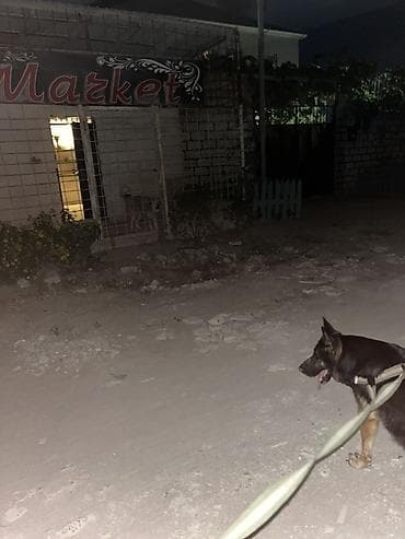 it gezdirmek xidmeti: Xidmət: Gecə gəzintisi və mühafizə məqsədli itlə patrul Təsvir: - — 3