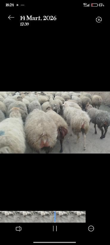 Digər heyvanlar: 650 baş qaradolaq sortu satlır əlaqə nömrəsi 051.749.31.84 — 6