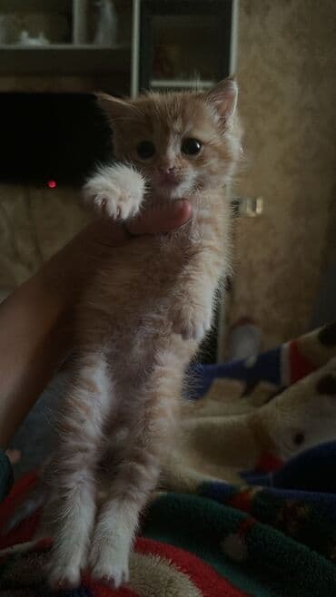 щенок в добрые руки: В добрые руки — 1