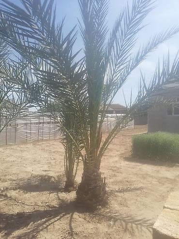 tikanlı bitkilər: Xurma palmı ağacı satılır. - Növ: Xurma (Phoenix dactylifera) - — 1