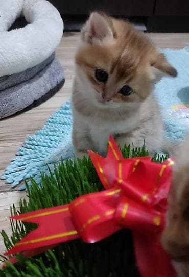 it heyvan: Qızıl şinşilla, Erkək, Yaxşı əllərə, Ünvandan götürmə — 2