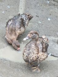 qurbanliq qoyun qiymetleri: Alman cinsi lal ördəklər ağır çəki verən cinsdir. Krasnadar lavanda — 4