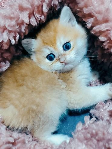 pişim: Britan — 6