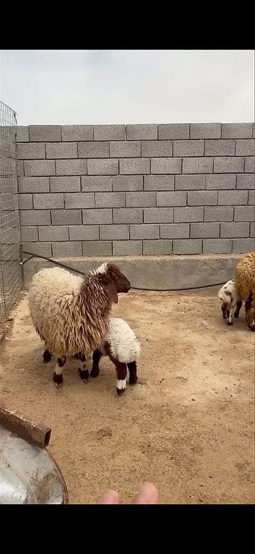 heyvan sahibləndirmə: Mal-qara: ana qoyunlar və quzular Təsvir: - Qapalı həyətdə saxlanılan — 9