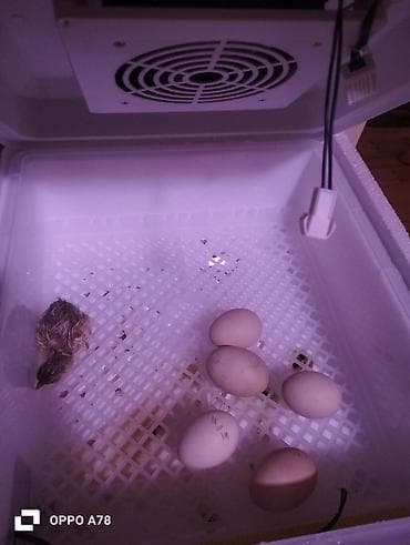 Yuvalar: Satilir 1 defe istfade etmişem ciximin şekilide var Qiymeti 120m sondu — 3