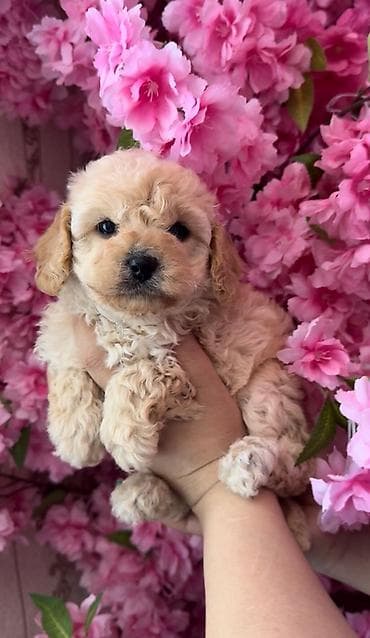 mikro pudel: Pudel — 2