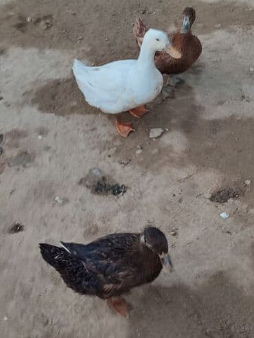 geref quşu: Muscovy ördəkləri (indi yetişdirilən sürü) - Rənglər: qara, ağ ləkəli — 8