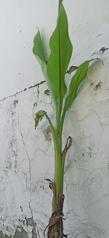 suni bitki: Banan ağacı satışı - Növ: Tropik banan ağacı (Musa spp.) - İstilik — 8