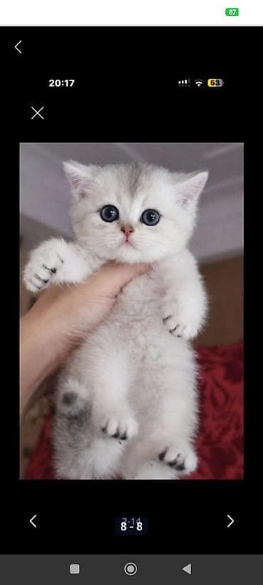 ana bala inək: Britan — 4