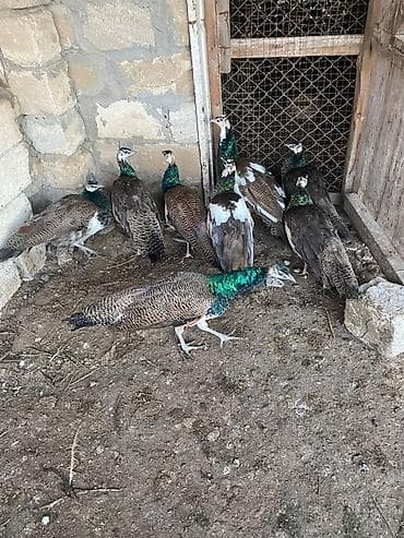 hind qusu: TECILI OLARAQ 7 EDED TOVUZQUSU SATILIR TEK TEKDE SATILIR — 1