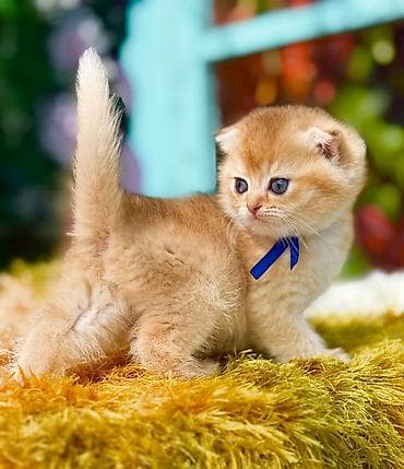 lalafo pisikler: Britan — 6