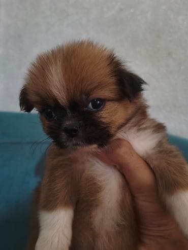 ağ itlər: Pekines, 2 ay, Erkek — 3
