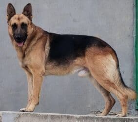 setteri it cinsi: Alman çoban iti, 4 il, Erkek, Peyvəndli, Ünvandan götürmə — 3