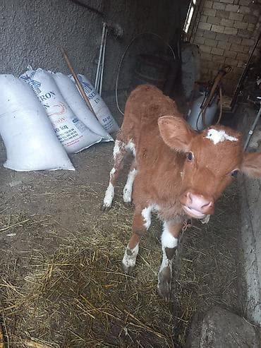 inək satşı: Erkey — 1