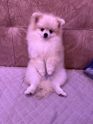 сколько стоит щенок акита ину: Шпиц, 7 месяцев, Самка, С прививками, Бесплатная доставка — 2