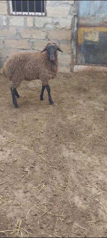 электрическая машинка для стрижки овец: Qurbanlig erkey quzudu diri çəksi 26 kilo — 1