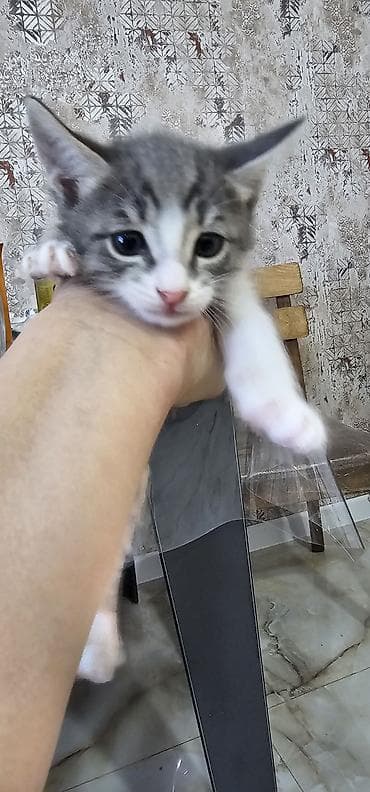 Erkək, Dişi, Yaxşı əllərə, Pulsuz çatdırılma