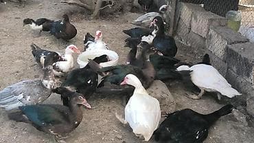 it satisi baki: Böyükler 6 ayliq 23 azn Balcalar 1 ayliq 10 azn Çox sayda alana — 1