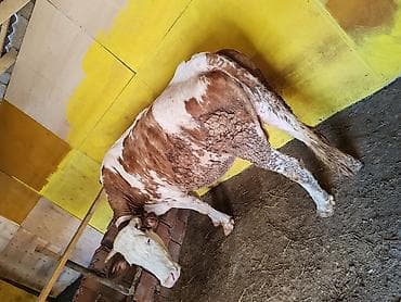 hinduska balasi satilir 2020: Məhsul: Simental tipli inək Xüsusiyyətlər: 6 aylıq bogaz - Rəng — 4