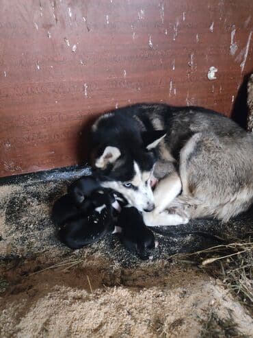 Taclar: Xaski, 1 ay, Erkek — 4