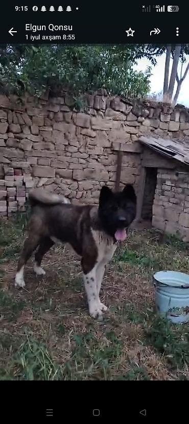 heyvanlar: Akita-inu, 1 il, Erkek, Peyvəndli — 3