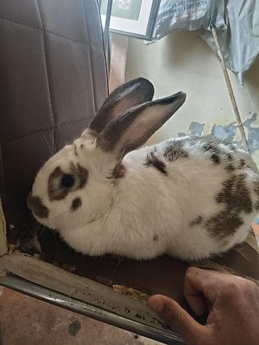 dovşanlar: Erkekdir 1 yasi var Bakida yeni suraxanda oluram super heyvandir — 4