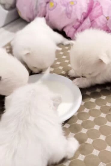 Xaltalar, qayışlar və tasmalar: Məhsul: Pomeranian (Şpic) balaları Təsvir: - Minyatür ölçülü, yumşaq — 2