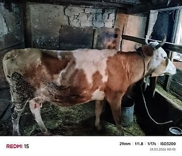 Inək 6ci qarin dana altinda 4_5ayliq dişi dana süd seher axşam 6_7lt