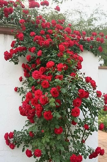 heyet gulleri sekilleri: Sarmaşıq Qızıl güllər, rəngləri qırmızıdır, boyları 2 metrdən — 5