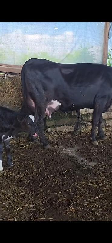 halep kecisi satilir: Inek 1 ci qarin dogub 3 gunluk erkek bala ile satilir sudu her saganda — 5