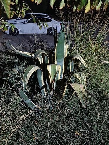 beqoniya bitkisi: +994552565204 Aqava (Agave americana) dekorativ bitki bunnan saysız — 1
