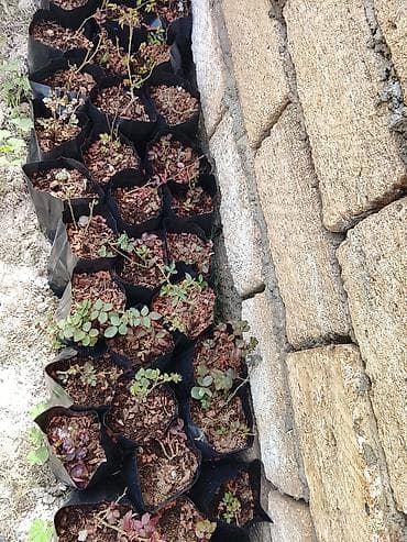 kloun paltari: Məhsul: Qızılgül şitilləri (konteynerdə) Təsvir: - Qara plastik — 4