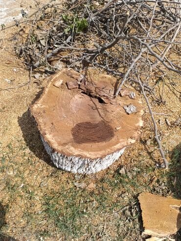 taxtanın kubunun qiyməti 2023: TUT Ağacı gövdəsindən kəsilmiş iri oduncaq parçası - Təbii massiv — 1