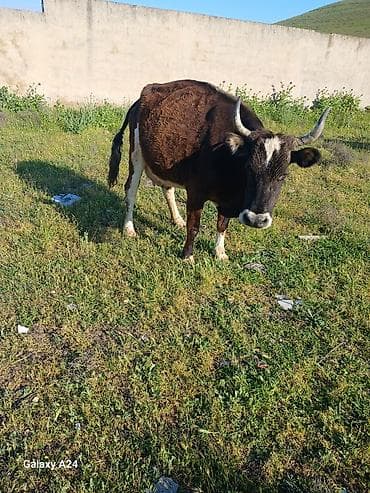 akvaryum satış: Süd inəyi – qəhvəyi-ağ rəngdə, buynuzlu. tecili satilir bugasin da — 3