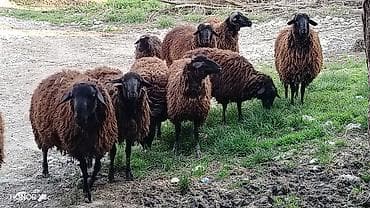 hinduska satilir: 3 baş damazlıq qoç satılır qiyməti 800 manat. 3 baş da dişi quzu — 4