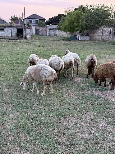 qoyun derisi: 10 baş heyvandı 9zu qoyundur. 1i quzu — 1