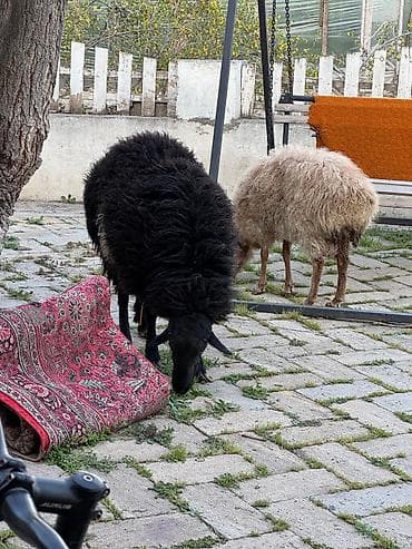 Qoç satılır .yaş yarımlıqdı .iri hündür uzun qoçdu . real alıcı zəng