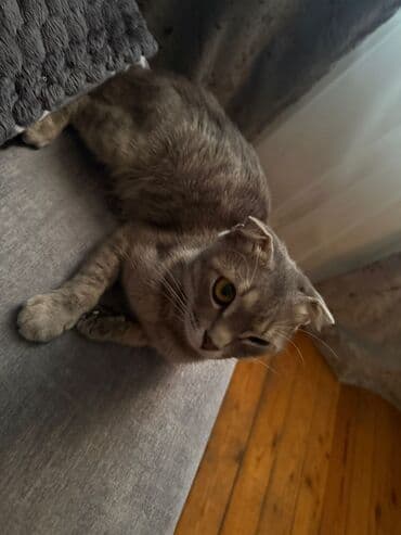 Proton: Satılır — 2