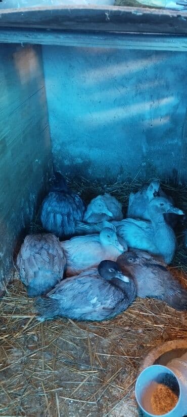 mandarinka ördəyi: 3 ay yarımlıq cins lal ördəklər (Lavanda, Krasnodar Macar Kül — 7