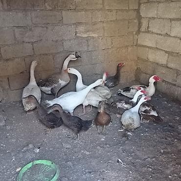 pekin ördək: 4 dənə qaz 3 dişi 1 erkey 6dene lal ordey 4disi 2 erkey 3 dənə — 4