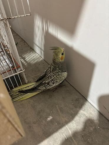 quşu: Nymph (cockatiel) papuqayları – müxtəlif rəng mutasiyaları - Növ — 2