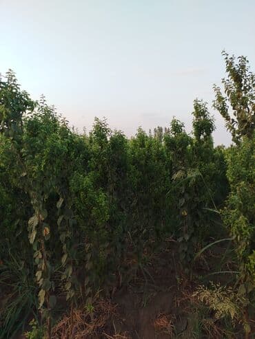 zeytun satışı: Hər növ ağac tinglerinin satışı — 6